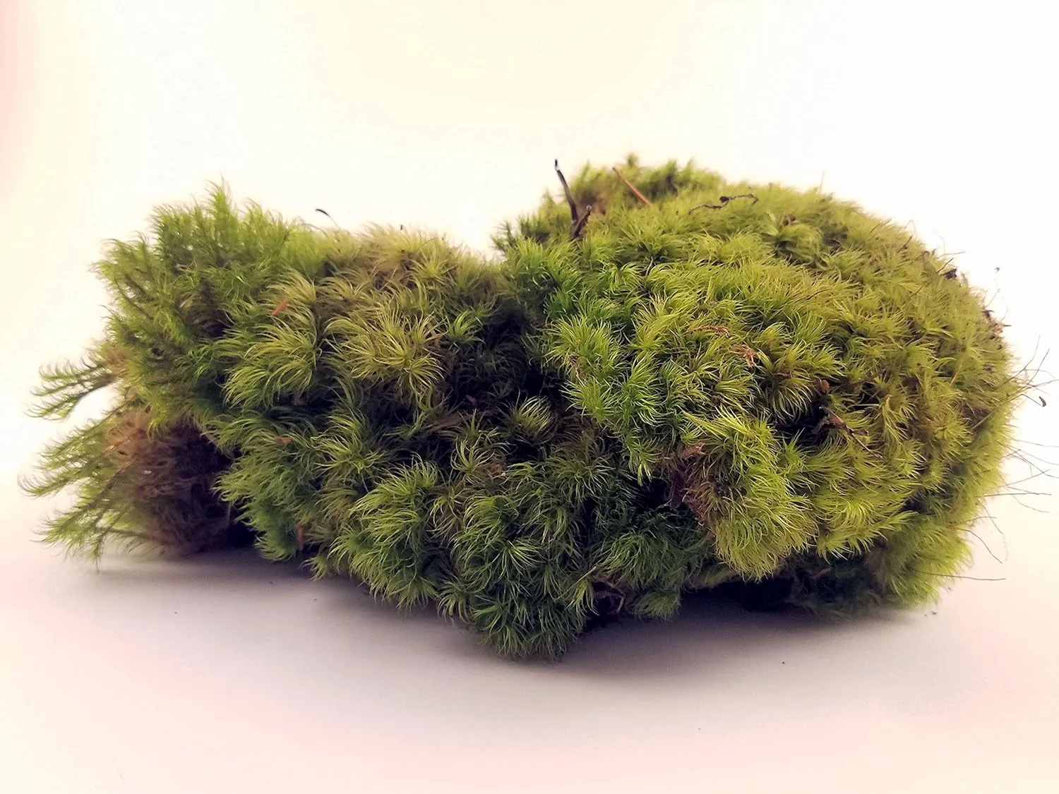 EZ-Botanicals Fresh Mood Moss Perfect for Terrariums and Bonsai