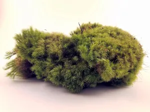 EZ-Botanicals Fresh Mood Moss Perfect for Terrariums and Bonsai