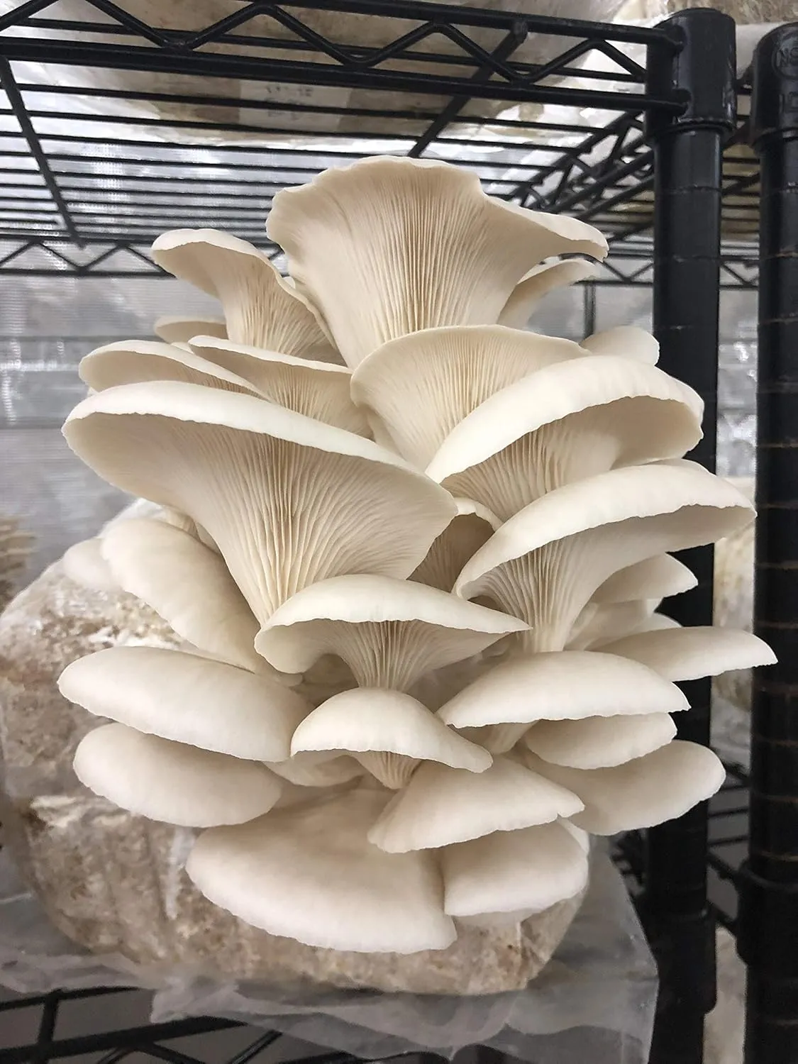 Unicorn Bag 3T for Mushroom Growers - 25 Count