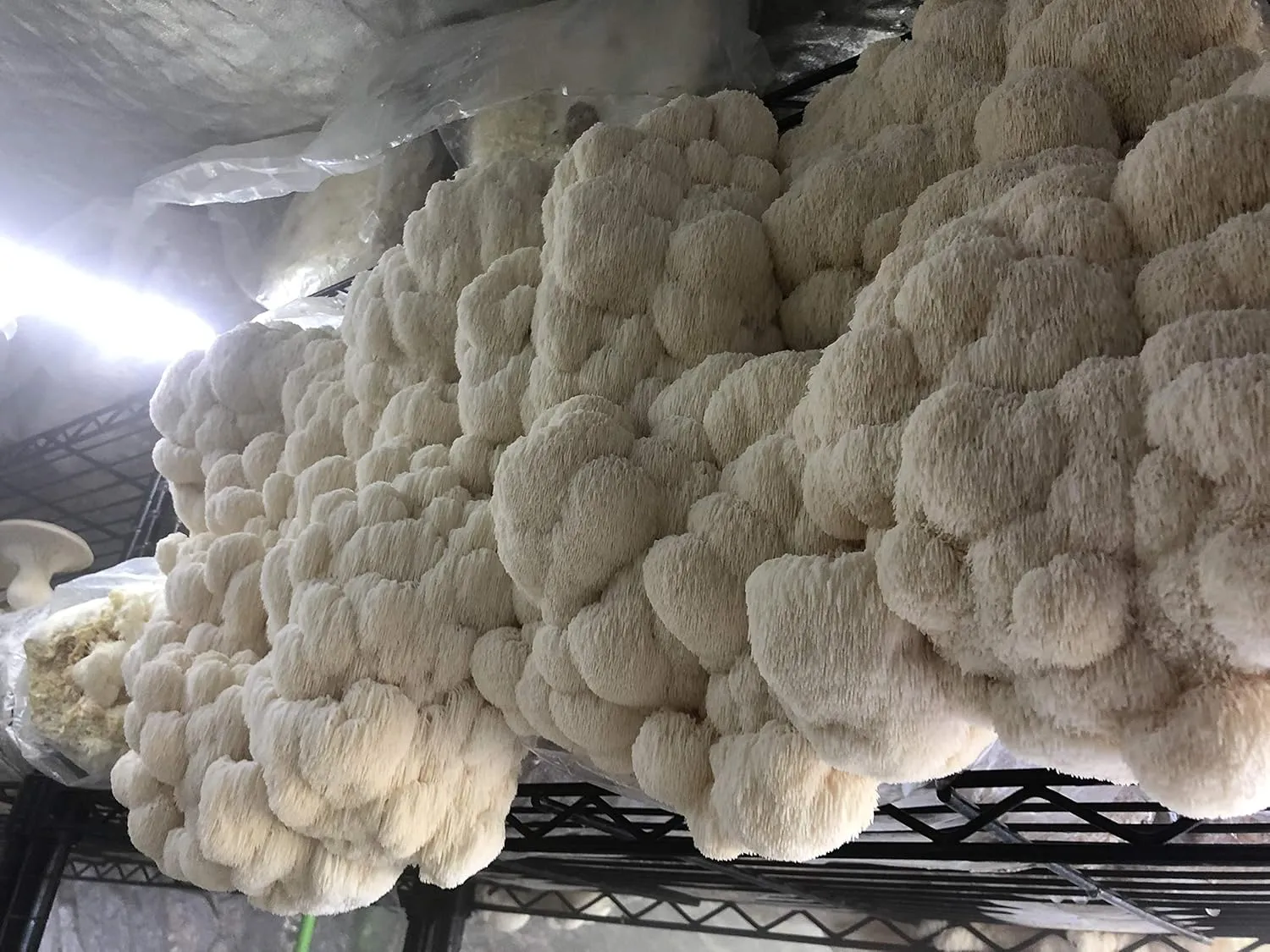 Unicorn Bag 3T for Mushroom Growers - 25 Count