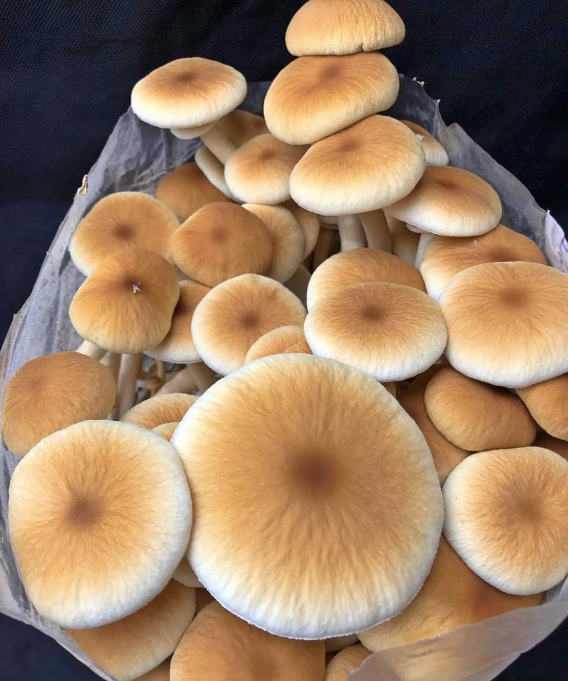 Unicorn Bag 3T for Mushroom Growers - 25 Count